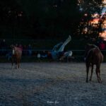 2023-09 - Spectacle équestre au Centre Equestre des Monts d'Or de Lissieu - 02 - Antoine AKA Chien-fou - 023